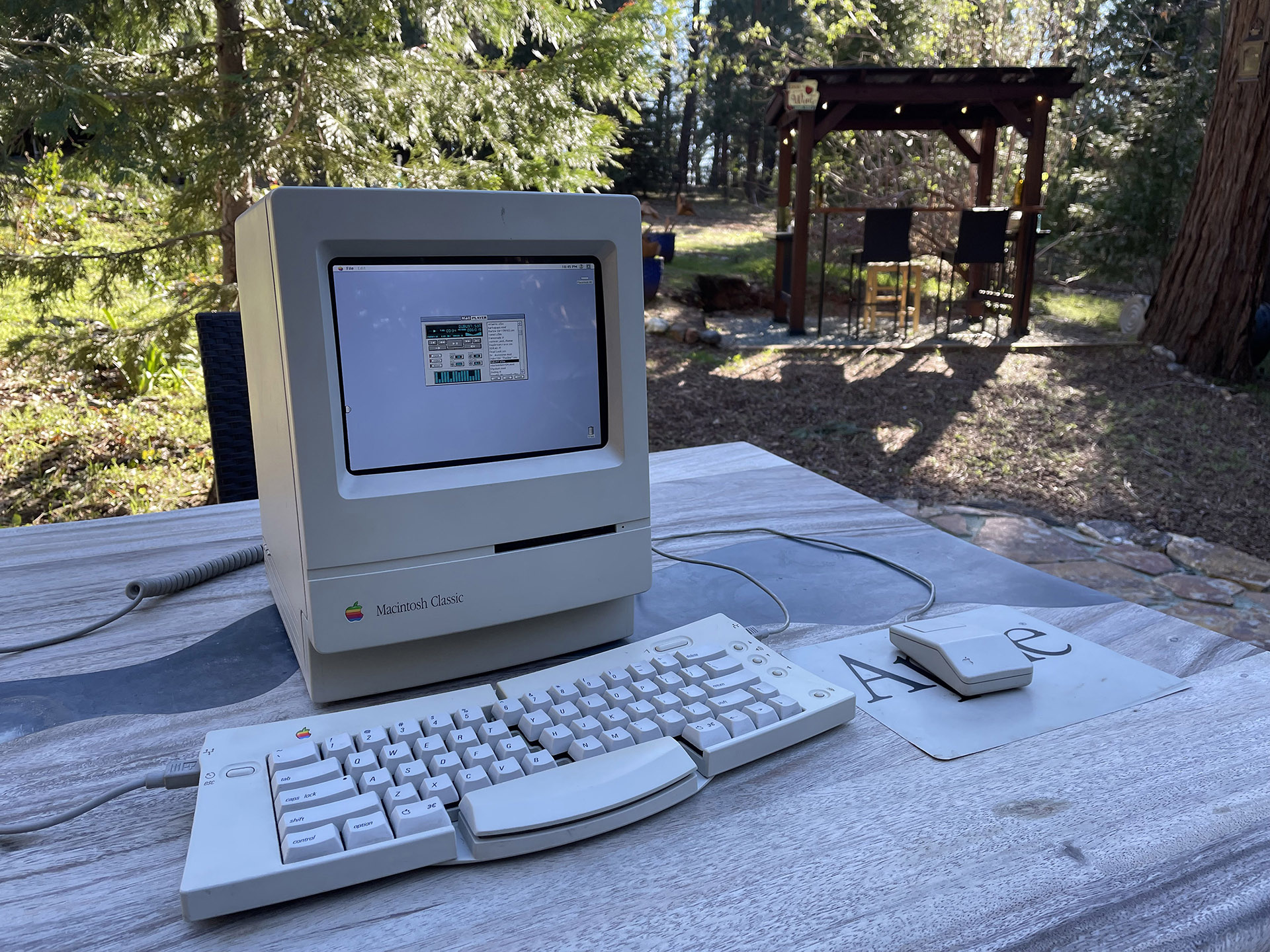 Macinpi in the garden